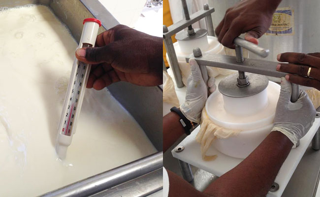 HAITI: Formation de techniciens pour la production de fromage cheddar et gouda