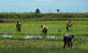 Haiti: Première récolte de riz de la Caravane du changement déjà prête dans l’Artibonite