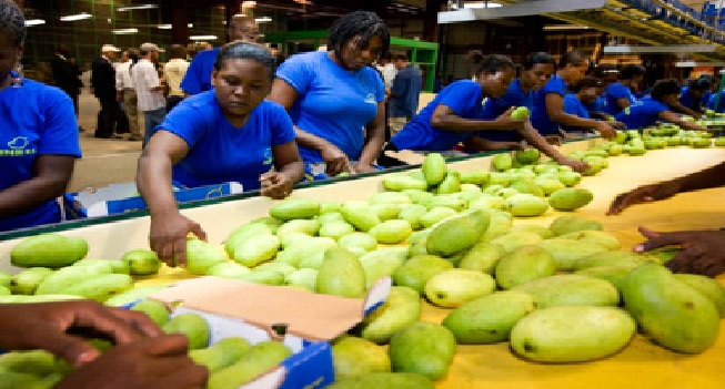 Haïti: Plus d’exportation de mangues ves les États Unis